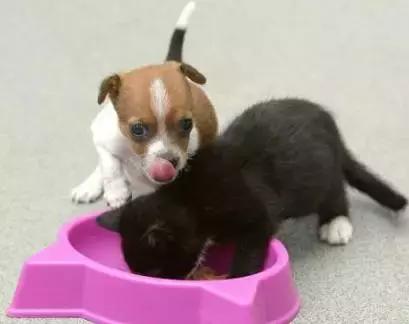 朋友的不同表达,朋友的不同语言表达