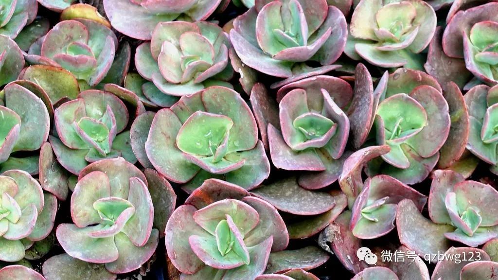 河北曲周多肉植物批发,曲周县西木多肉科技