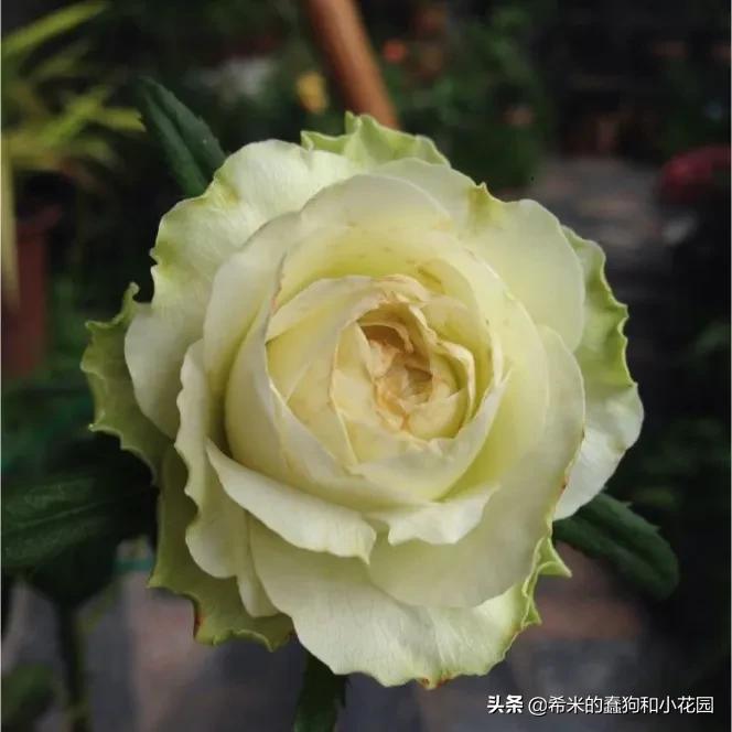 苦尽甘来栀子花,苦尽甘来推荐