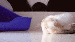 兔兔辣么阔爱，你怎么不养兔兔？