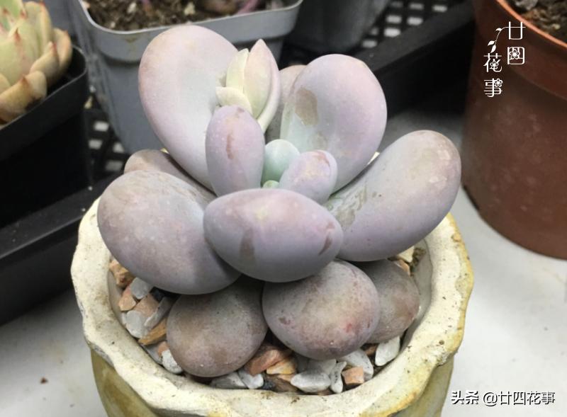 多肉浇水后还是皱巴巴的,多肉叶片干瘪发皱浇水后也不恢复