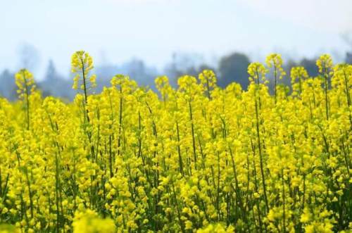 西安的夏天是什么颜色的,西安的春天有多美