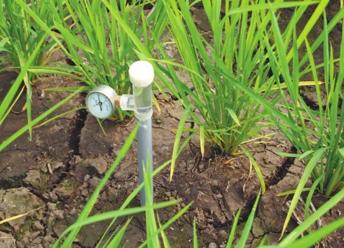 水稻干旱胁迫处理,刘公庙镇水稻干旱