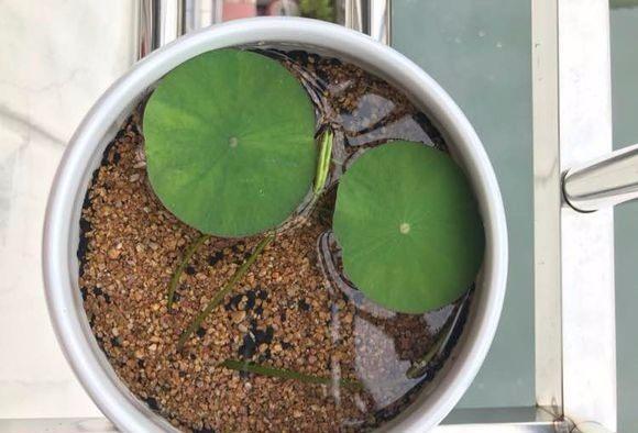 碗莲怎么养才能迅速开花,碗莲如何养殖能多开花