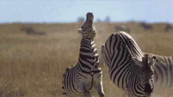 非洲斑马，食草动物界扛把子