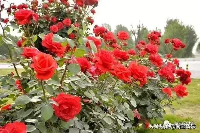 南阳春天踏青,南阳有哪些适合春游的地方