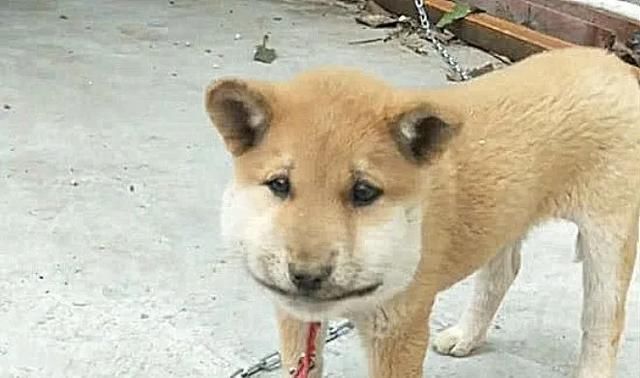 心疼那些被蜜蜂蛰到的狗狗,狗柴犬被蜜蜂蜇