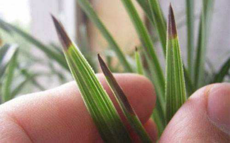 铁树叶子冬天冻发黄干枯如何补救,冬天月季花叶子发黄脱落怎么补救