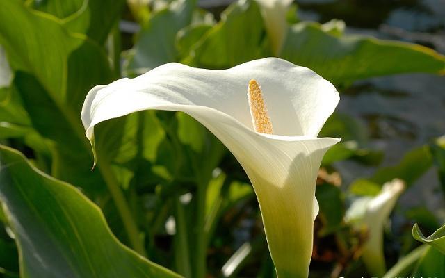 马蹄莲的养殖方法及注意事项,马蹄莲的养殖方法和注意事项详解