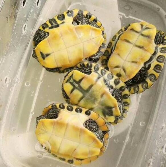 甜甜圈龟到底是什么龟种,养甜甜圈龟的正确方法