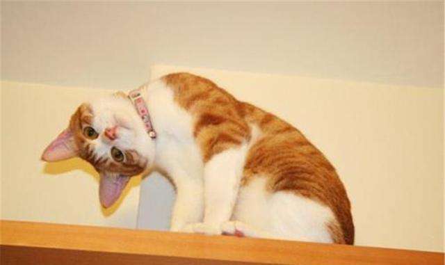 宠物歪头杀什么原因,宠物得了病应该怎样预防