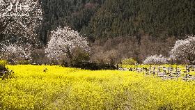 樱桃花海游玩攻略,青岛樱桃花海在哪