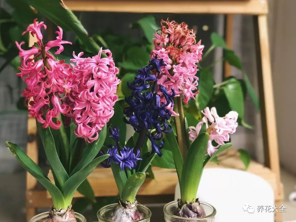 风信子开完花剪掉还会开吗,风信子开完花还可以活吗