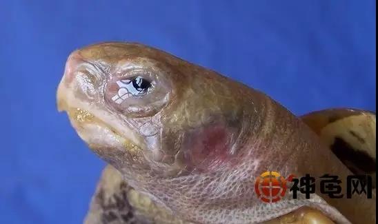 陆龟眼睛发红还流泪,陆龟眼泪