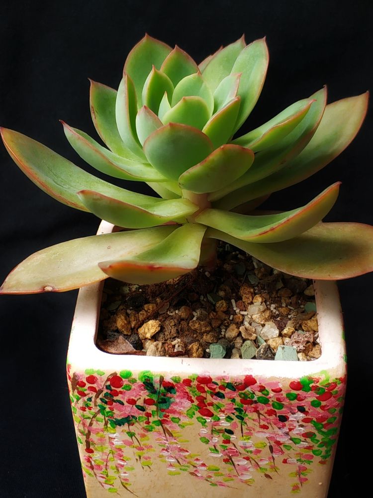 记录多肉长大的全过程,记录所有多肉成长过程