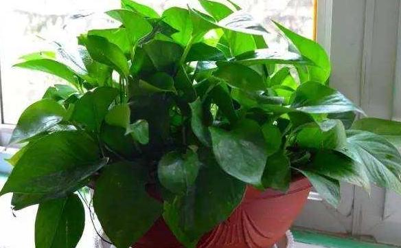 养花怎么养才能养根,养花先养根学一招就能撑爆盆