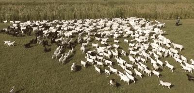 木屋烧烤烤全羊价格表,木屋全羊烧烤