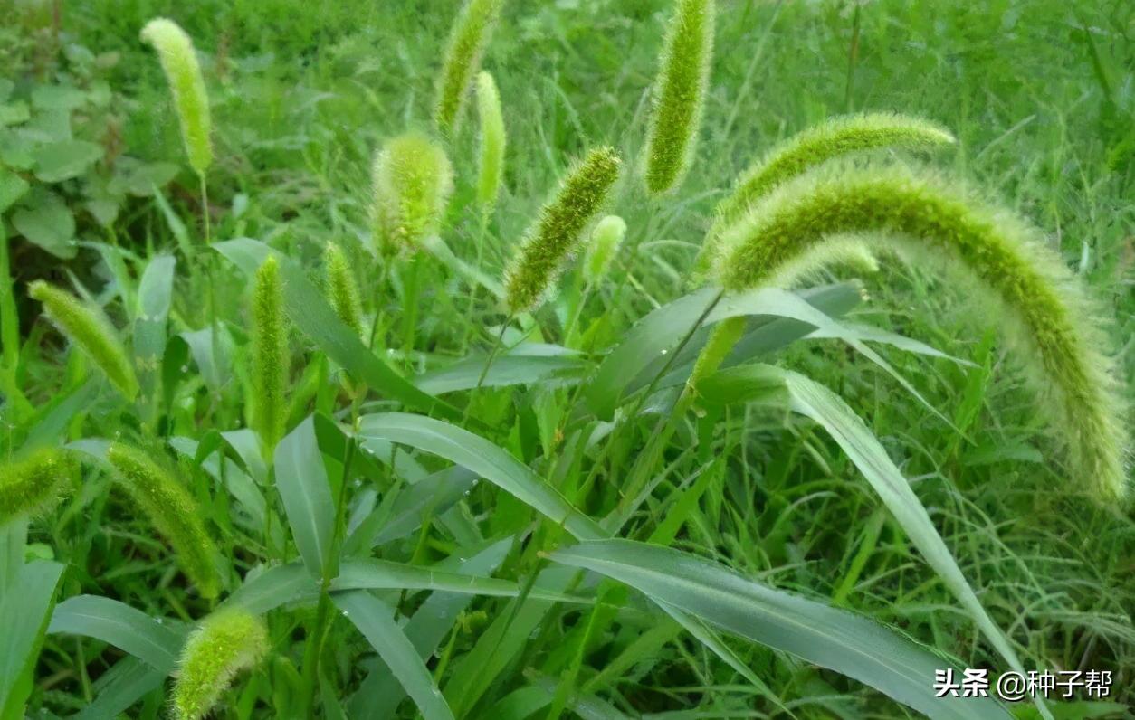 别再把狗尾草当杂草了,它还具有这么多的用途,长知识了