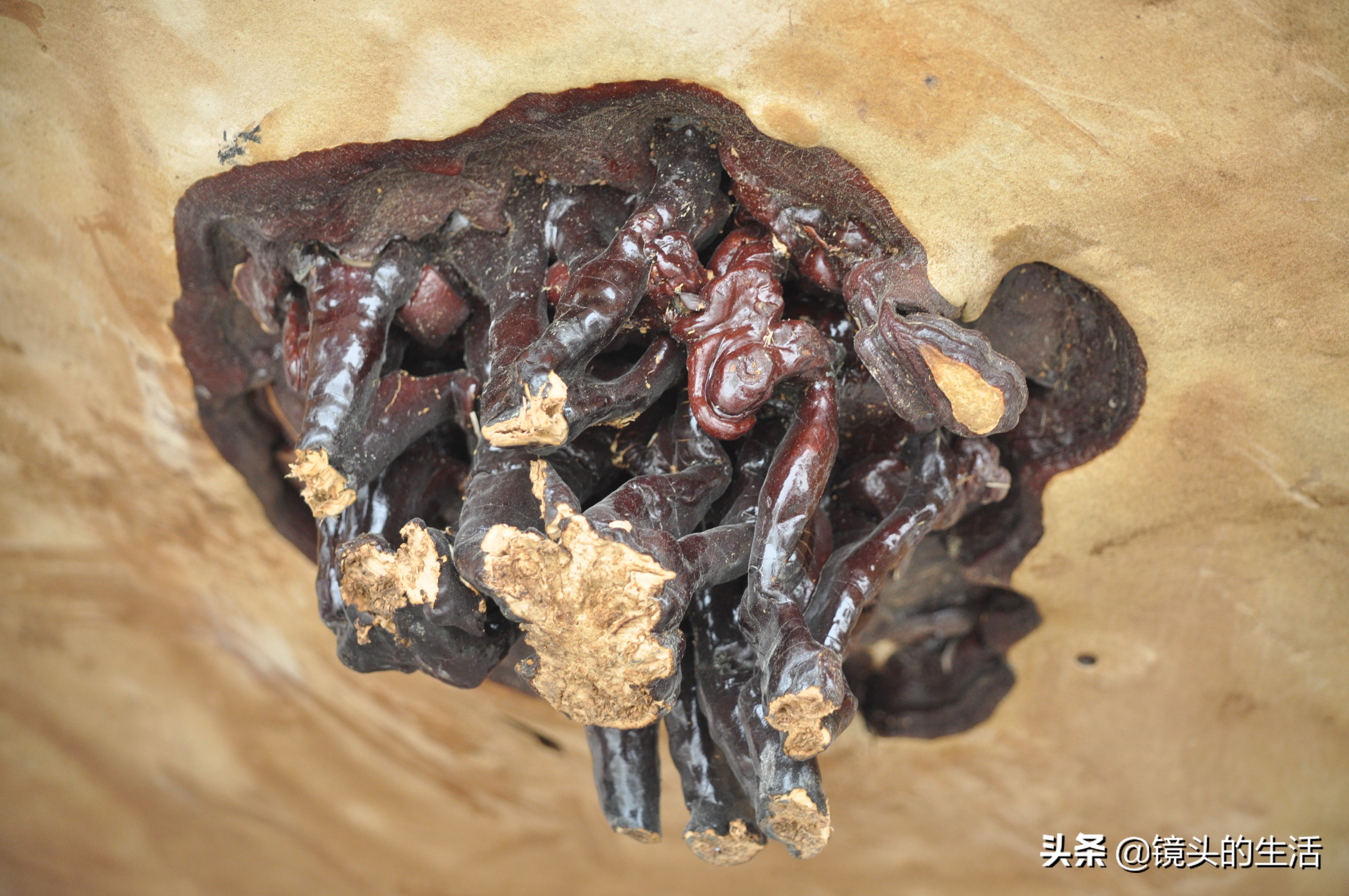 鍐滄潙灏忎紮鎵惧埌鐝嶈吹鑽潗浠锋牸涓嶈彶,澶у彅鎺忓嚭6鍧楀崠鑽潗鐨勯挶