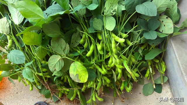 喜欢吃毛豆？自己在家种，几粒黄豆轻松种一大盆，耐看又好吃！