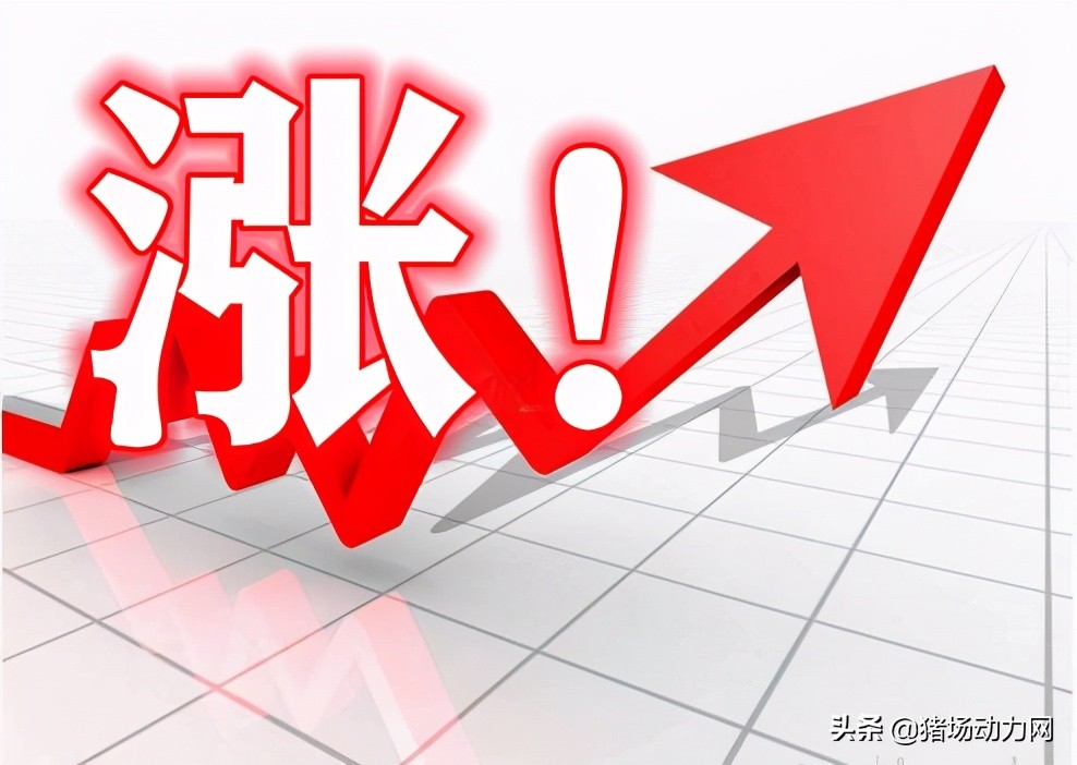 刚刚！豆粕大涨210元/吨，7月第一波饲料原料涨价潮来了