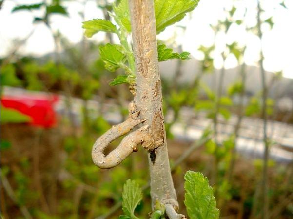 小桑果种植技术视频,桑葚树虫害防治