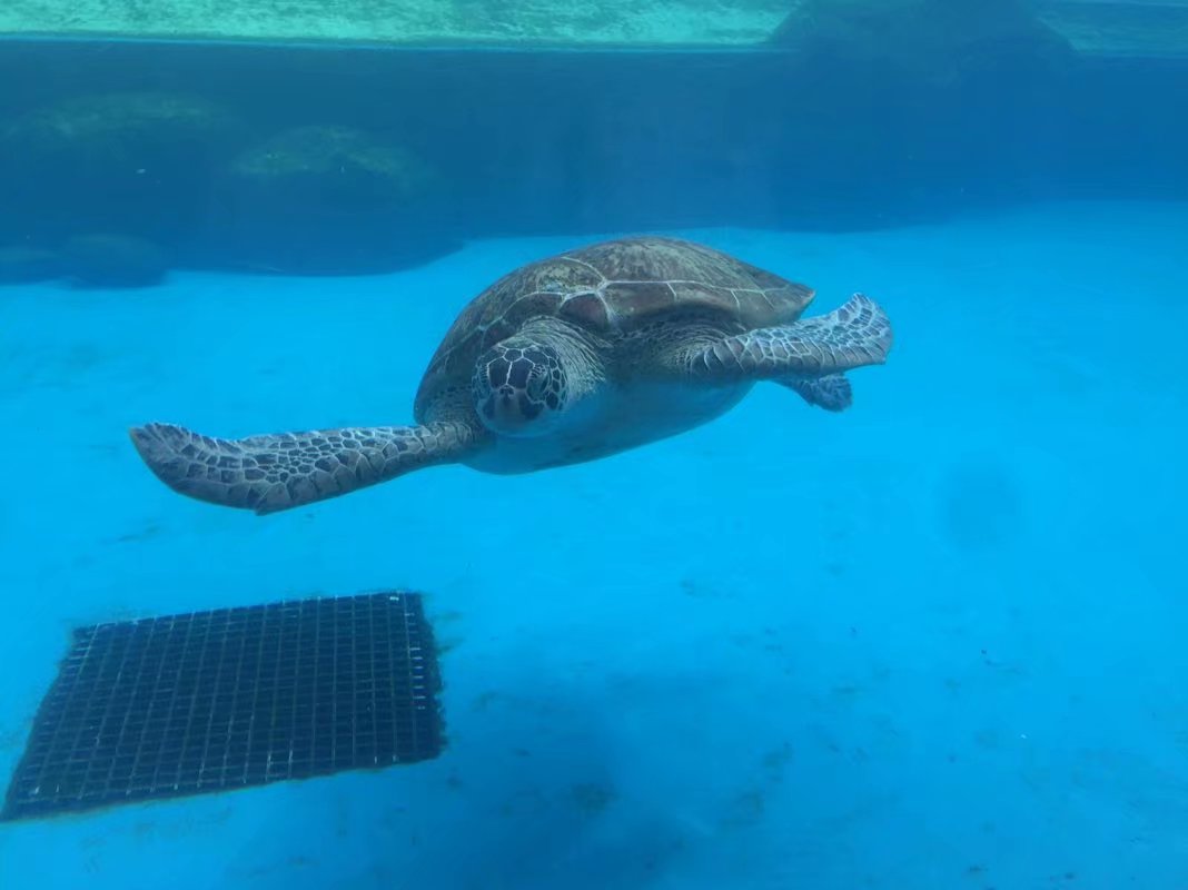 全球最大的长隆海洋公园,沉浸式参观长隆海洋王国