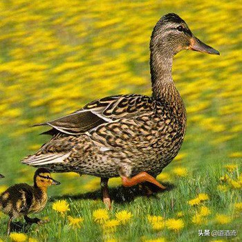 怎样给母鹅授精,母鸭输精的正确方法
