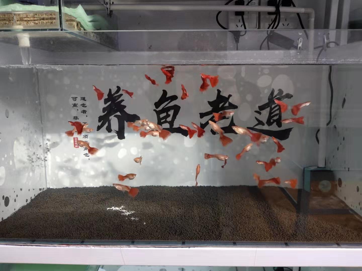 孔雀鱼刚到家怎么处理,怎么判断孔雀鱼生病了