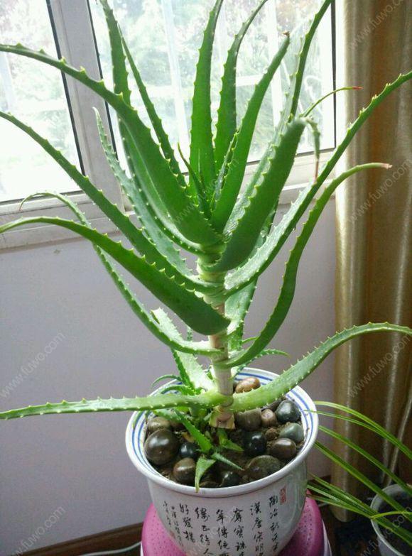 给人养殖什么花适合家养,什么花最好养又适合长期喝