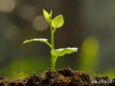 枯草芽孢杆菌能与杀菌剂混用吗,枯草芽孢杆菌能和杀菌剂混用吗