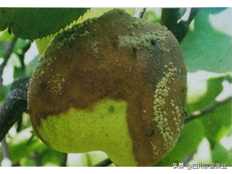 梨子裂果的防治方法,怎样防治梨子快成熟时腐烂病