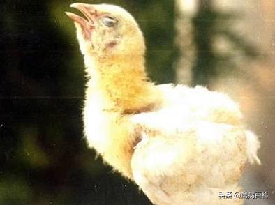 养鸡预防小鸡疾病有哪些药呢,如何防止小鸡生病的方法