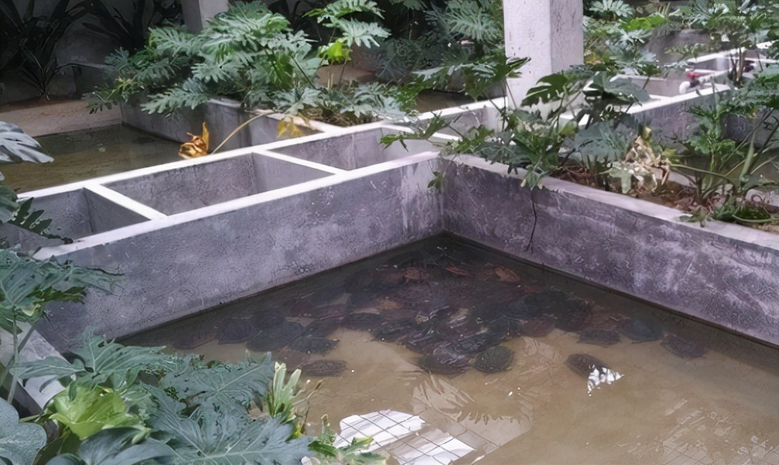 石金钱龟养了八年能卖多少钱,石金钱龟现状如何