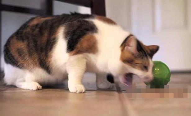 猫咪拉的屎什么样才算健康,通过猫咪的毛判断猫咪的健康状况