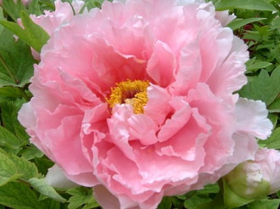 牡丹怎么养用什么肥料,牡丹怎么养活