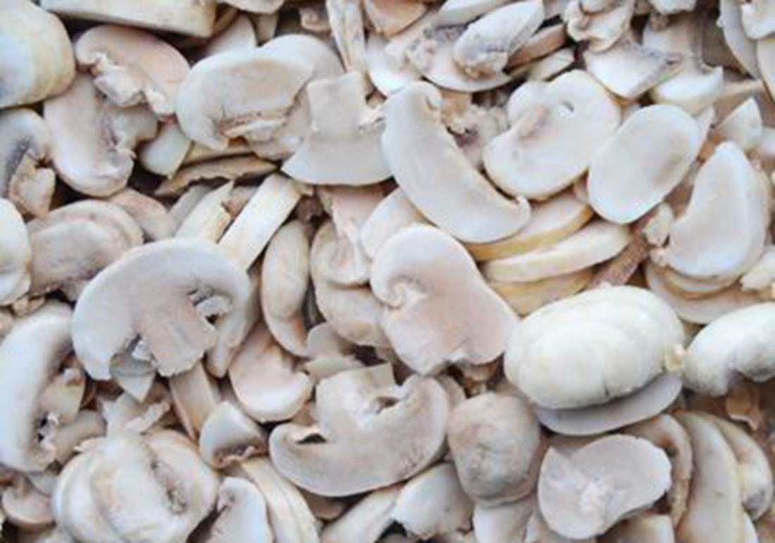 双孢菇的种植方法及步骤,双孢菇的室内种植方法和技术