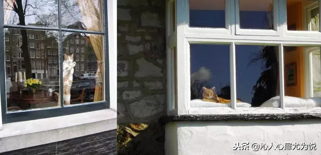 荷兰人为什么不爱拉窗帘？