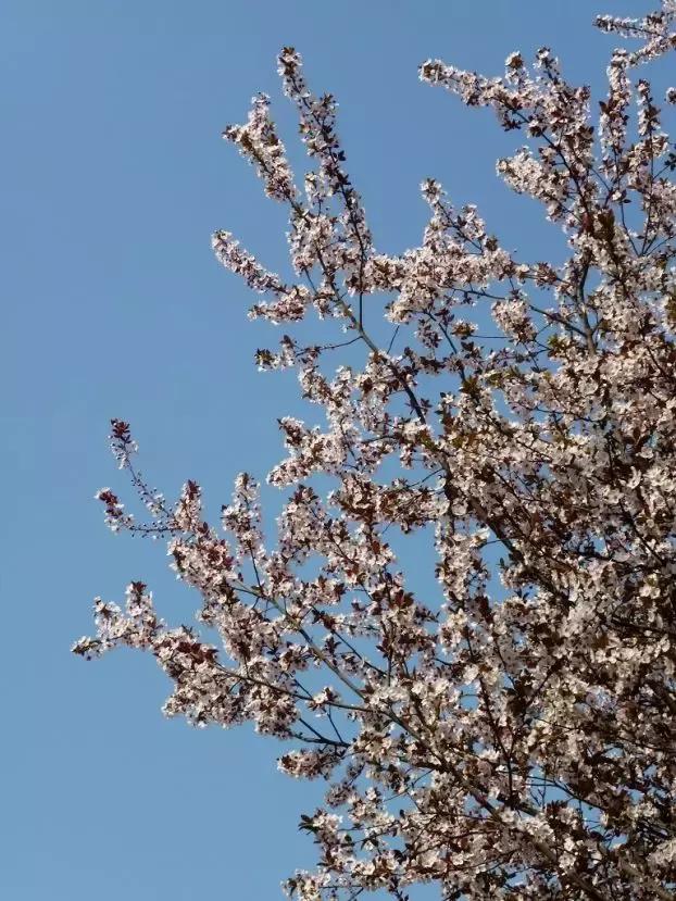 百花图谱大全100幅,工笔百花图谱100种