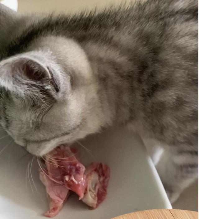 一个月的小猫可以吃羊奶泡奶糕吗,两个月小奶猫吃什么零食