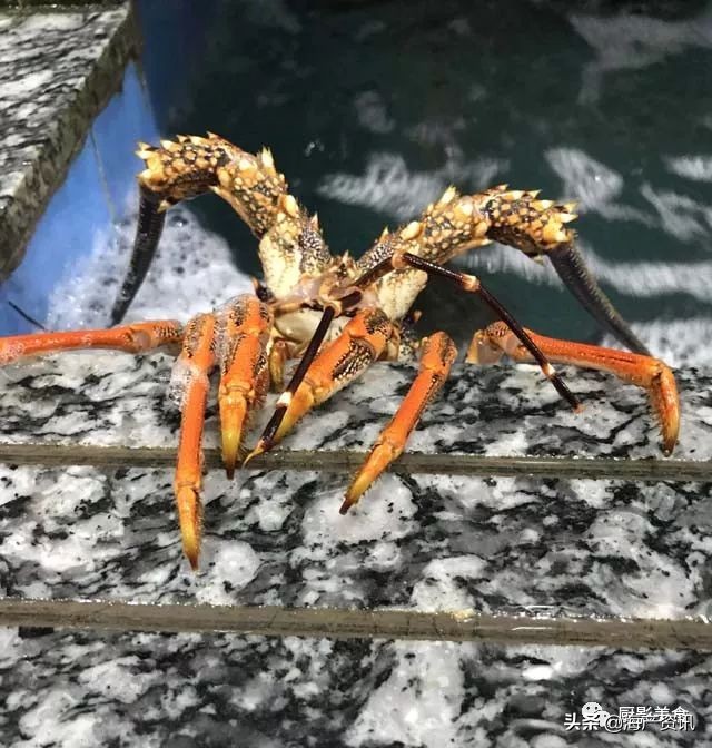 这些外形奇葩而味道超级赞的海鲜,广东十大硬核海鲜品种