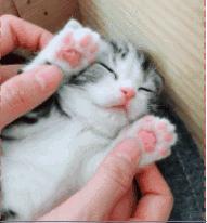 关于猫咪鼻子的8大秘密,猫咪的鼻子有什么特点和作用