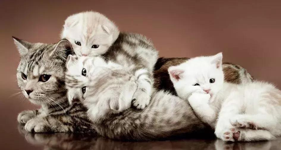 猫咪的产后养护及问题处理,猫咪生产后排恶露大概排几天