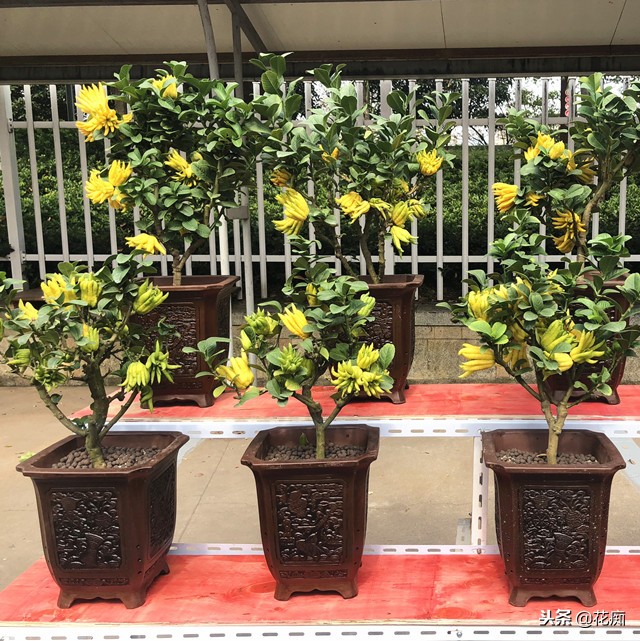 佛手绿植能养在家中吗,盆栽佛手挂果后怎么养护视频