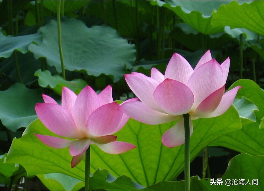 写荷花的诗词有多少,禅意荷花的诗词