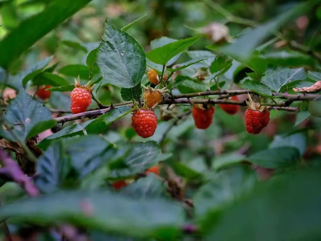 苏州小众却很棒的地方,五一来苏州必去的打卡地