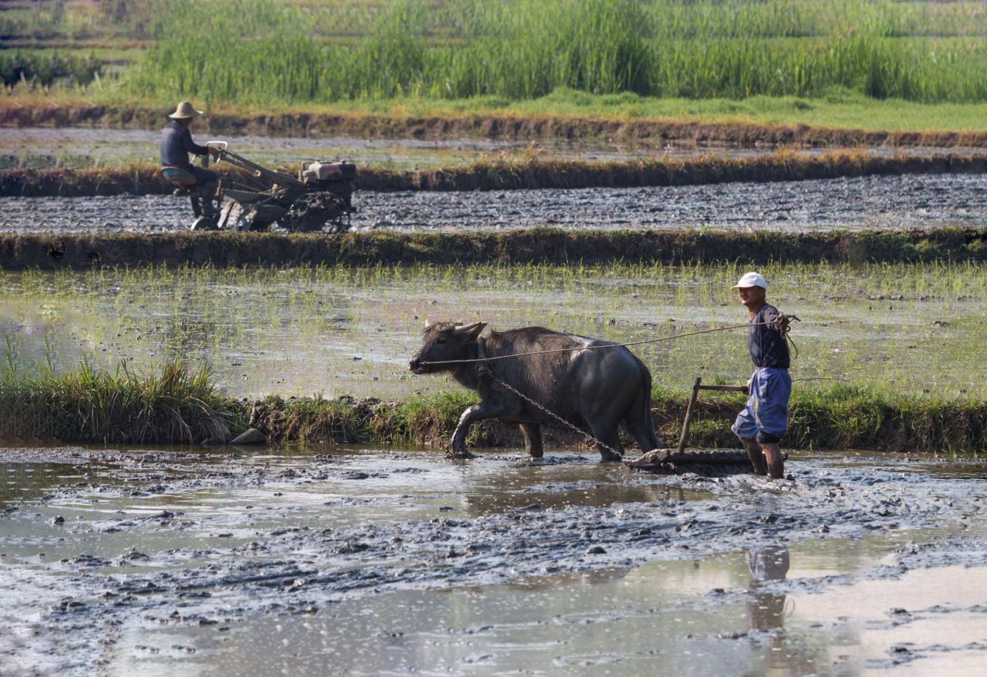 农村有萤火虫现在怎么没了,以前农村常见的萤火虫