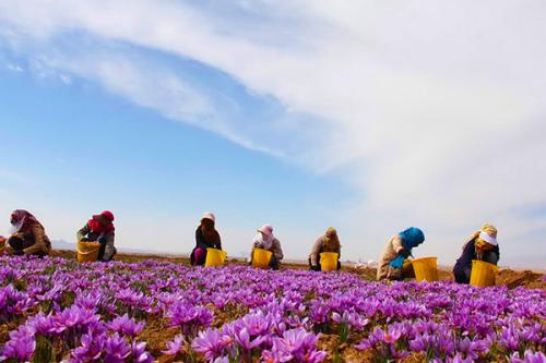 一百块的红花和数十万的藏红花，傻傻分不清？法院：卖家退一赔三
