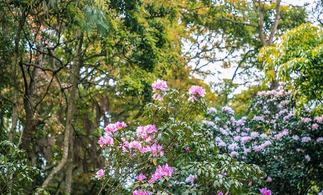附近莲塘,附近的莲塘