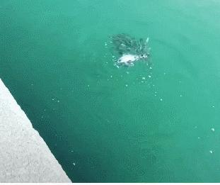 搞笑gif趣图妹子你的内心太强大了,搞笑gif越来越搞不懂现在的女生了